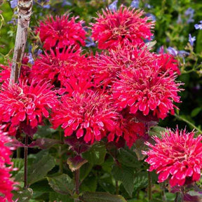 Monarde Bee Happy ® - Willemse