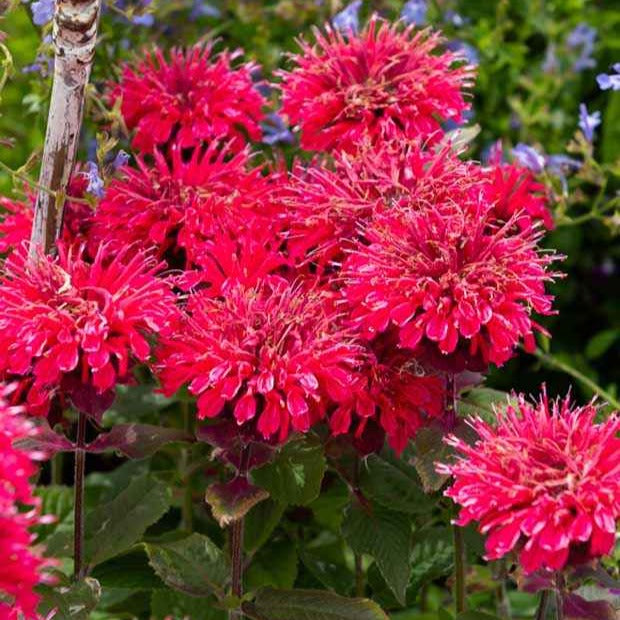 Monarde Bee Happy ® - Willemse