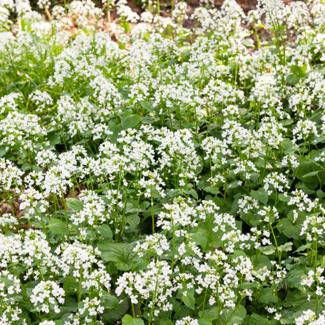 Pachyphragma macrophyllum - Willemse
