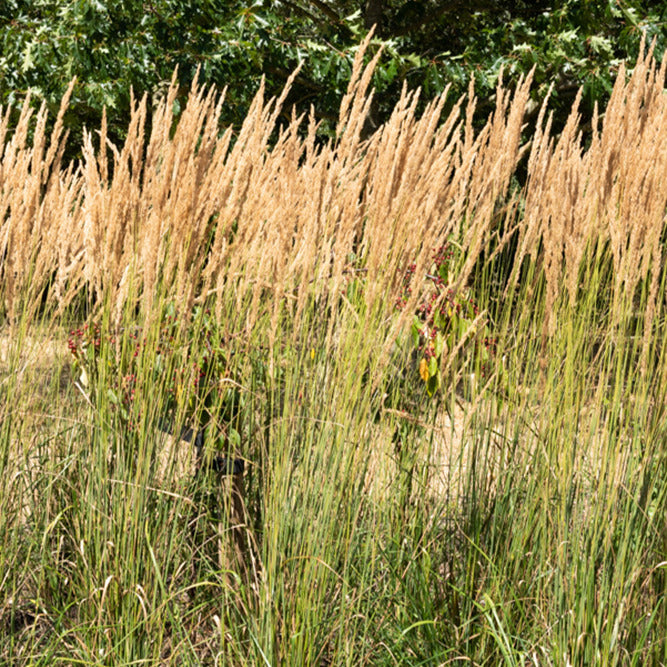 Vente Calamagrostide érigée Karl Foester - Calamagrostis x acutiflora Karl Foerster