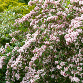 Kolkwitzia amabilis Pink Cloud - Buisson de beauté Pink Cloud - Arbustes à fleurs
