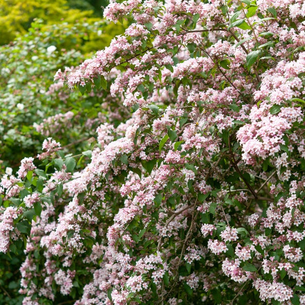 Kolkwitzia amabilis Pink Cloud - Buisson de beauté Pink Cloud - Arbustes à fleurs