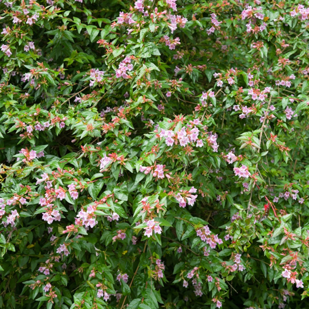 Abelia Edward Goucher - Abélia Edouard Goucher - Abelia