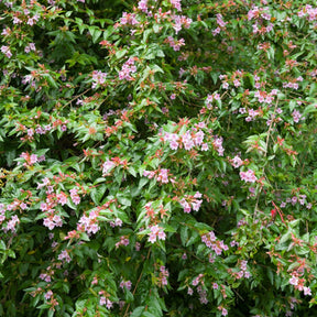 Abelia Edward Goucher - Abélia Edouard Goucher - Abelia