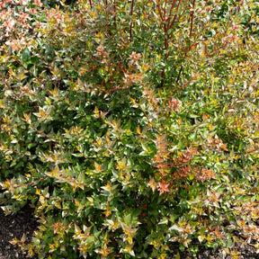 Abelia - Abélia à grandes fleurs Sherwood - Abelia grandiflora 'sherwood'