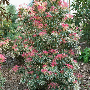 Andromède Flaming Silver - Pieris japonica Flaming Silver - Willemse