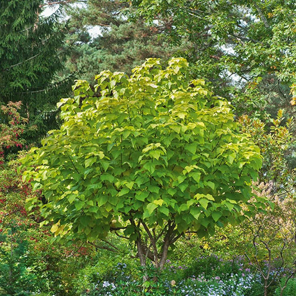 Catalpa commun Aurea - Willemse