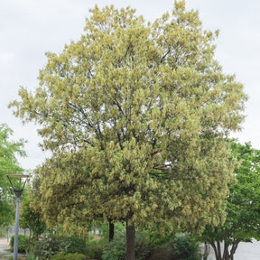 Quercus ilex - Chêne vert - Chêne