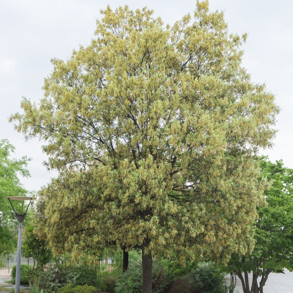Quercus ilex - Chêne vert - Chêne