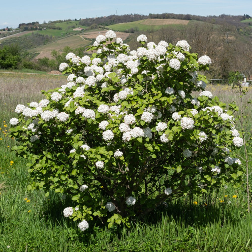 Viorne de Carle - Willemse