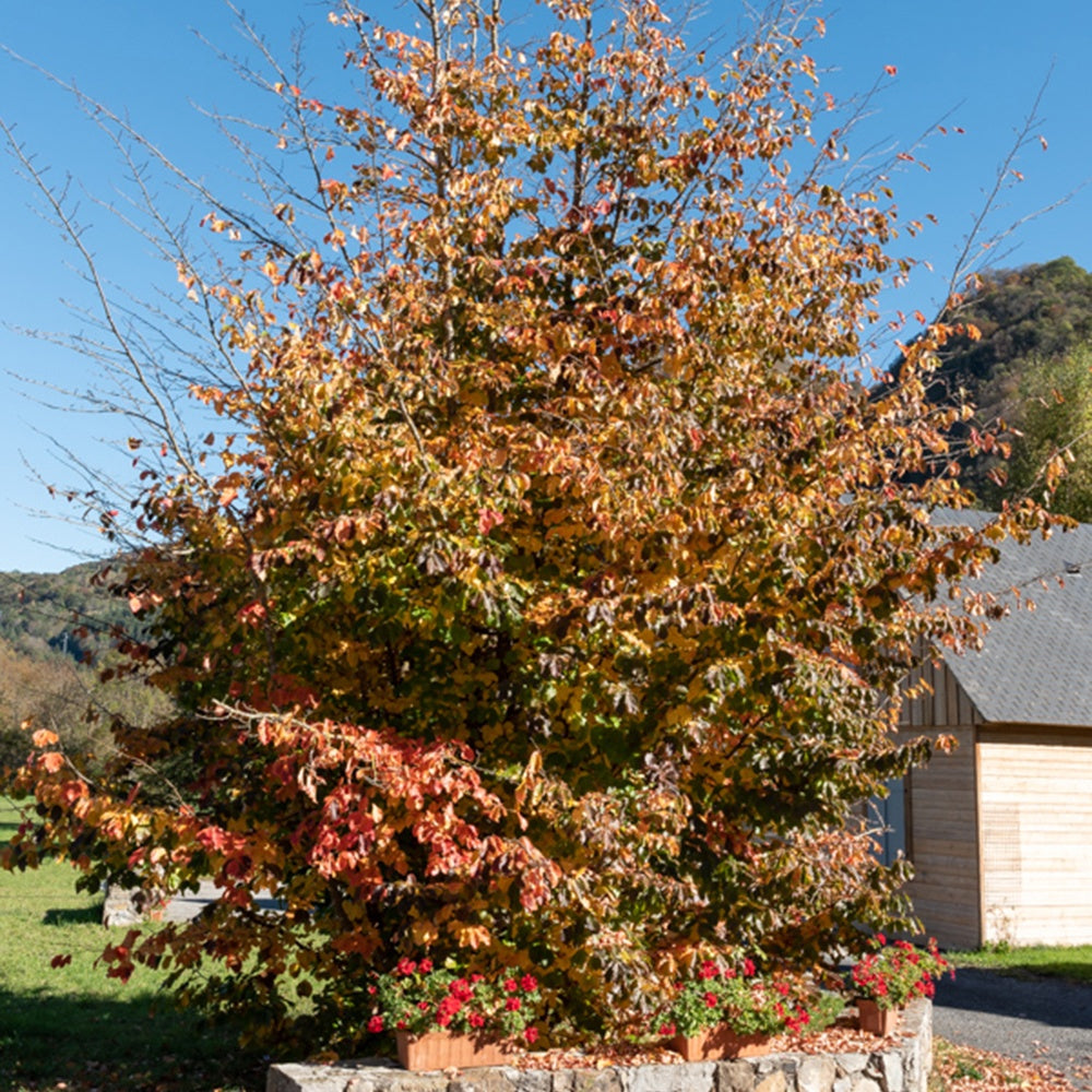 Arbre de fer - Willemse