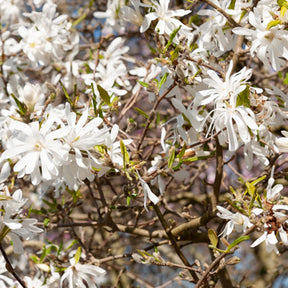 Magnolia stellata Royal Star - Magnolia stellata Royal Star - Magnolias