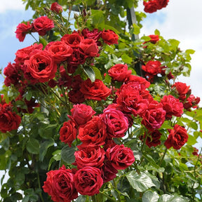 Rosier grimpant Sympathie® - Willemse