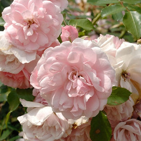 Rosa Bonica 82 ® - Rosier Bonica 82® - Rosiers à fleurs groupées polyantha