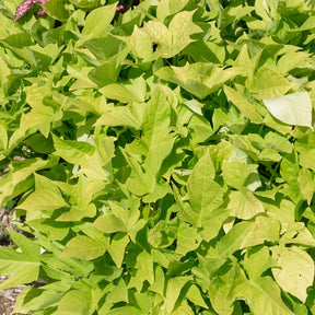 3 Ipomées Sweet Caroline Green - Ipomoea batatas 'sweet caroline green' - Willemse