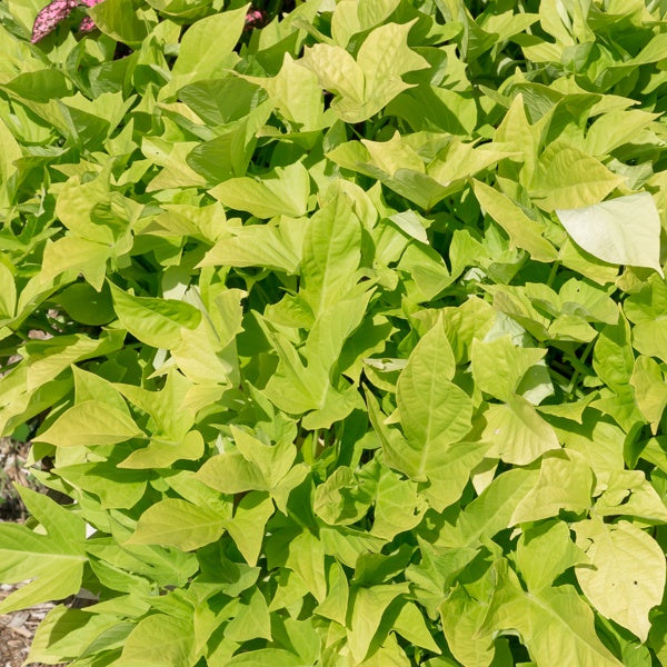 3 Ipomées Sweet Caroline Green - Ipomoea batatas 'sweet caroline green' - Willemse