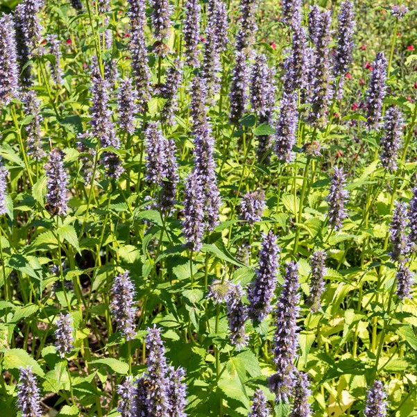 Agastache Black Adder - Willemse