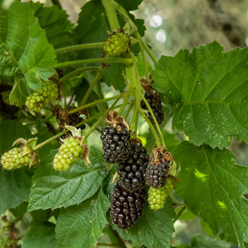 Mûrier Thornfree - Willemse