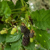 Mûrier Thornfree - Willemse
