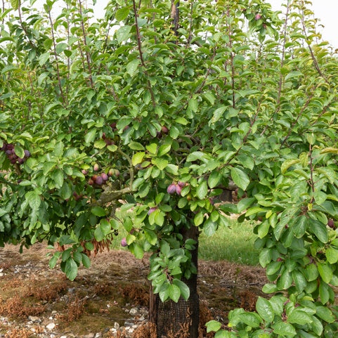 Prunier Stanley - Prunus domestica 'stanley' - Willemse
