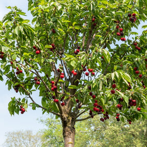 Cerisier Birageau Hedelfinger - Prunus avium 'Hedelfinger' - Willemse
