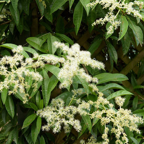 Piléostégia à feuilles de viorne - Pileostegia viburnoides - Willemse
