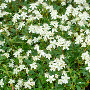 Potentilla tridentata Nuuk - Willemse