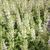 Sauge des bois blanche - Willemse