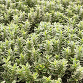 Fusain du Japon Microphyllus Albovariegatus - Willemse