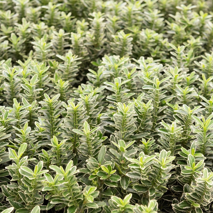 Fusain du Japon Microphyllus Albovariegatus - Willemse