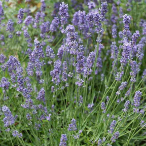 Lavandin Dutch - Lavandula x intermedia Dutch - Willemse