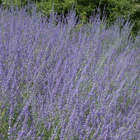 Sauges - Perovskia Little Spire ® - Perovskia atriplicifolia Little Spire