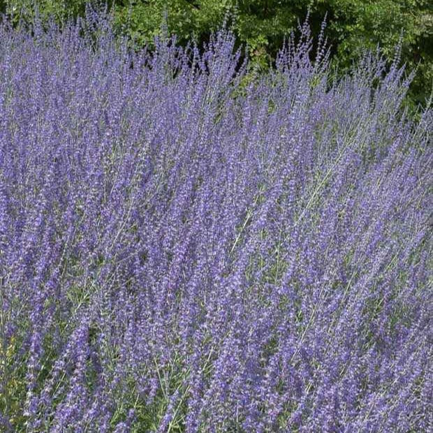 Sauges - Perovskia Little Spire ® - Perovskia atriplicifolia Little Spire