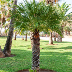 Washingtonia filifera - Palmier à jupon - Washingtonia filifera - Palmier
