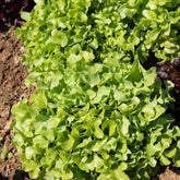 6 Plants de Laitue à feuilles de chêne blonde - Willemse
