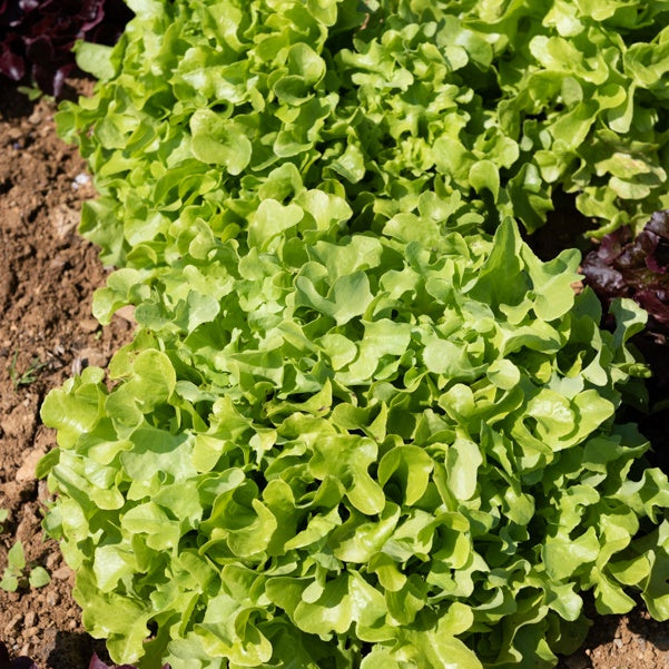 6 Plants de Laitue à feuilles de chêne blonde - Willemse
