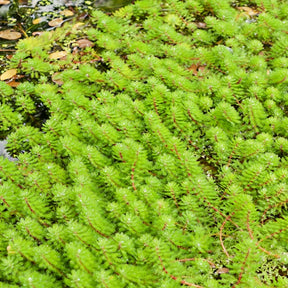 Myriophylle Red Stem - Willemse