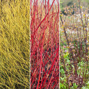 Collection de 3 Cornouillers : jaune, noir, rouge - Willemse
