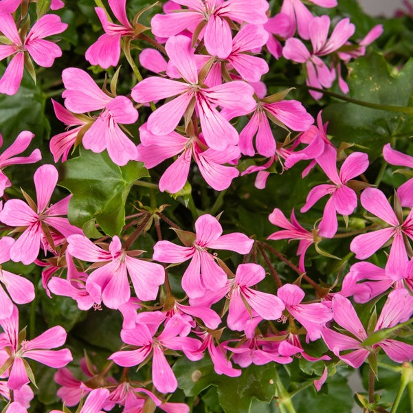 Géranium de balcon - Géranium lierre rose - Pelargonium peltatum