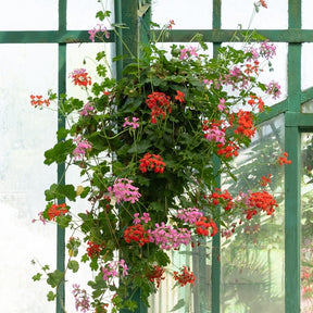 Vente Géranium lierre rose - Pelargonium peltatum