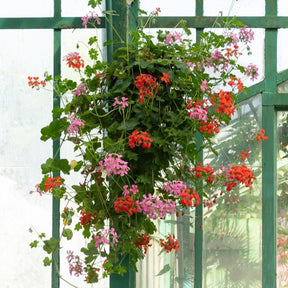 Géranium lierre rouge - Pelargonium peltatum - Willemse
