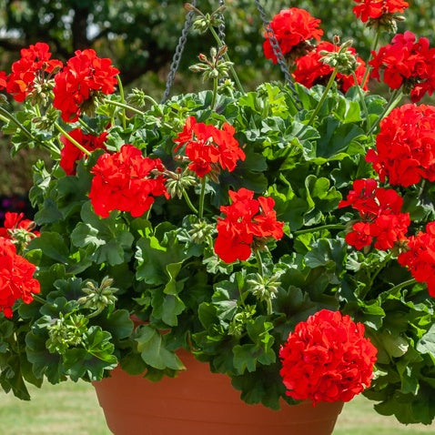 Géranium zonale rouge - Pelargonium zonale - Willemse