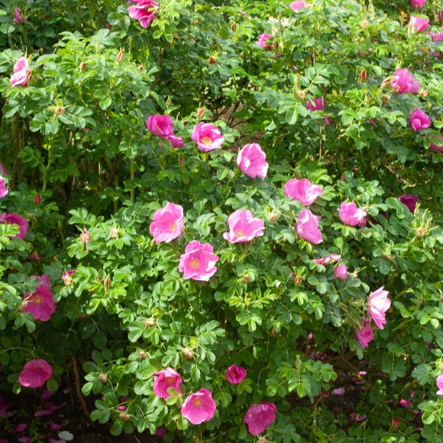 Rosier rugueux - Rosa rugosa - Rosier rugueux rose foncé - Rosa rugosa rubra