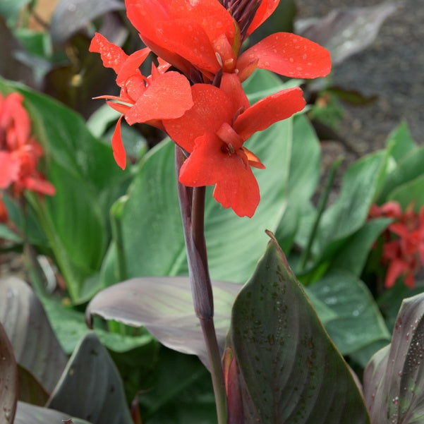 2 Cannas Nuit noire - Willemse