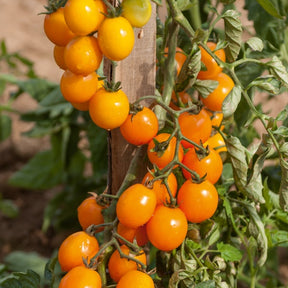3 Plants de Tomate Gold nugget - Willemse