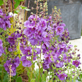 Molène Sugar Plum - Willemse