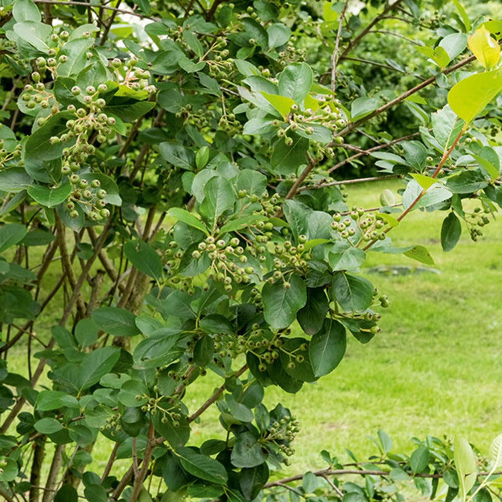 Vente Aronia à fruits noirs - Aronia melanocarpa