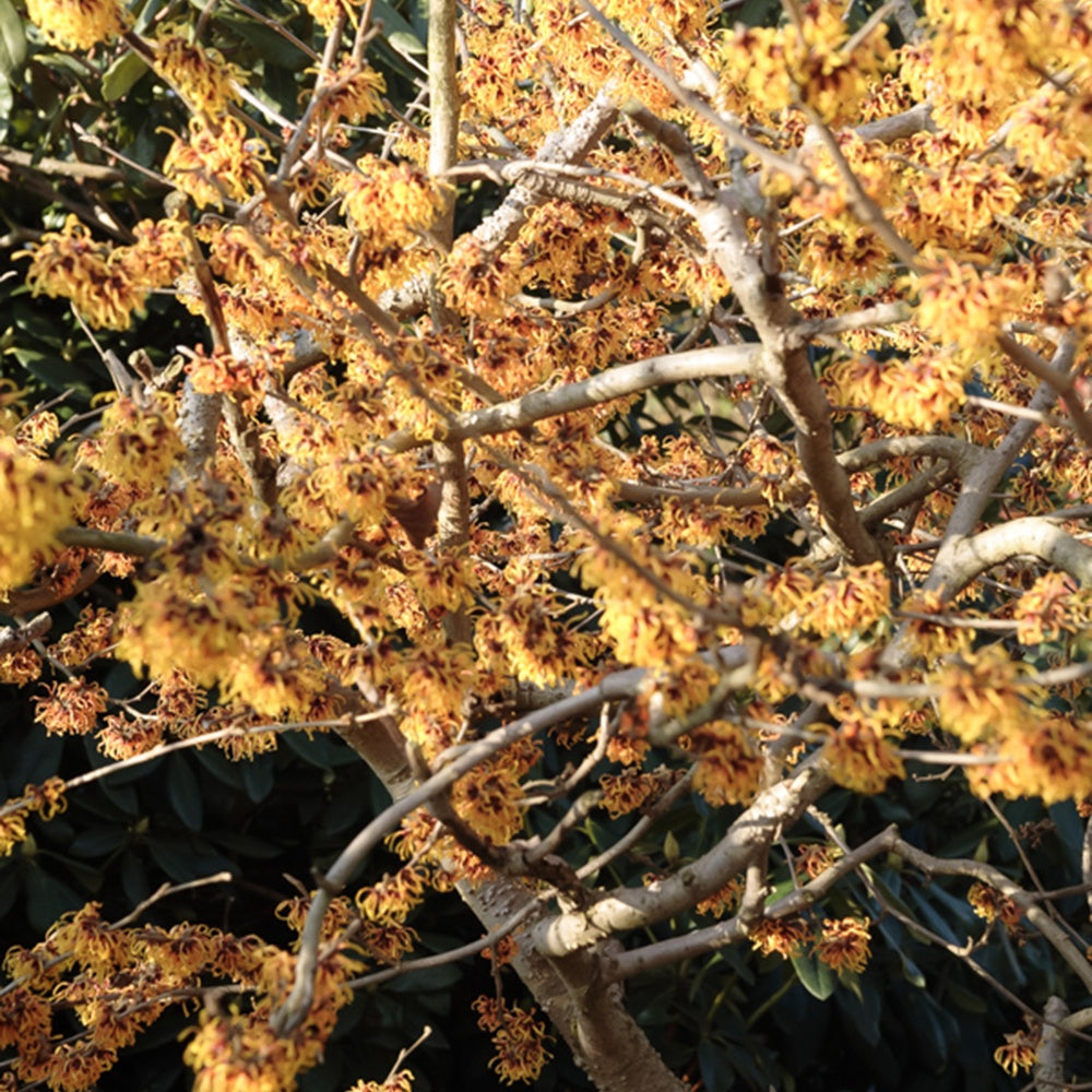 Hamamelis intermedia Orange Beauty - Hamamélis intermedia Orange Beauty - Hamamélis