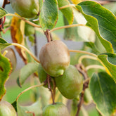 Kiwi Ken's Red - Willemse
