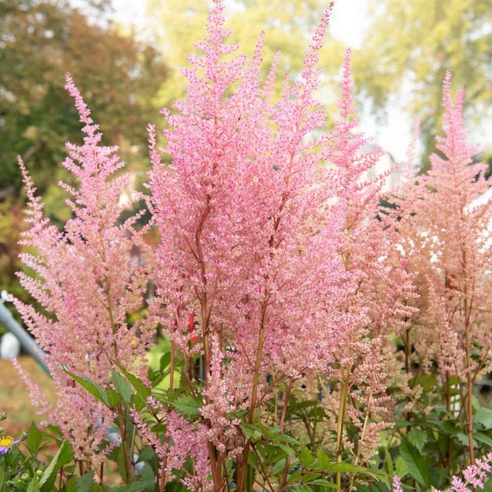 Astilbe d'Arends Erika - Willemse